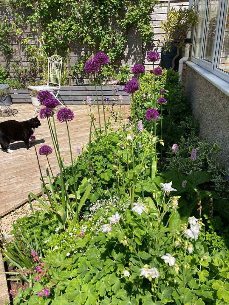 decorative aliums and black cat