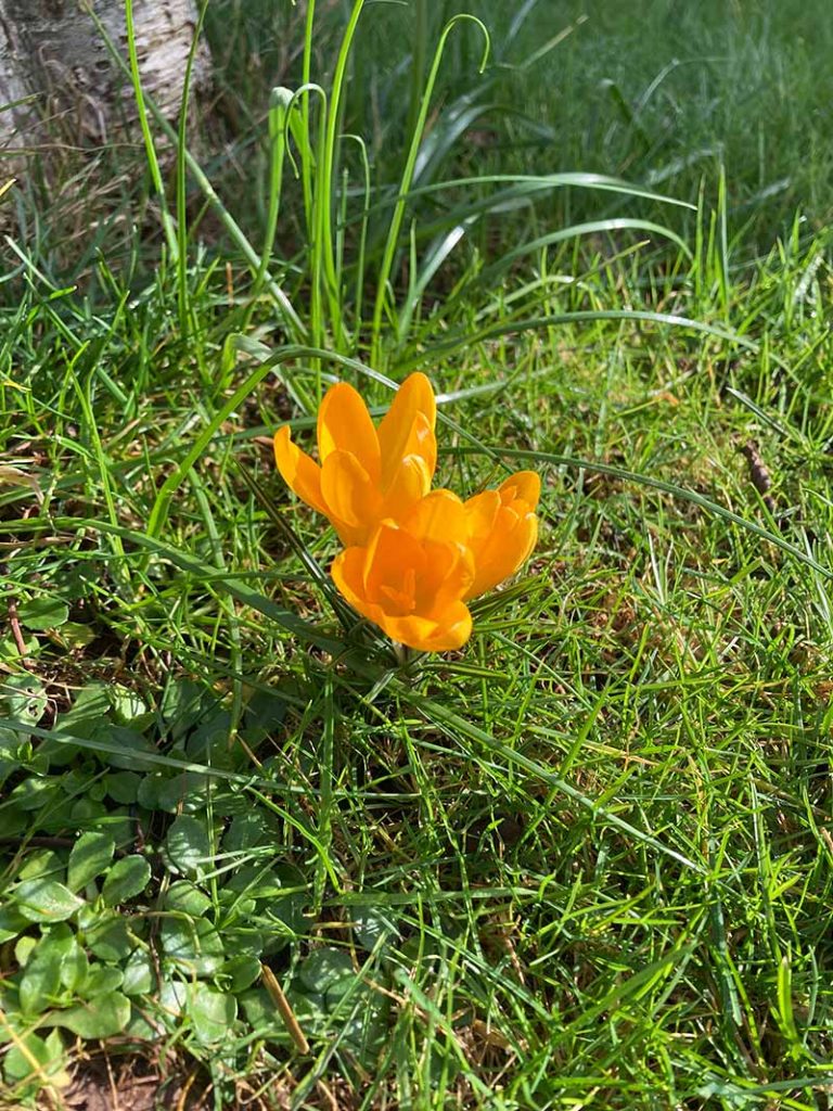 yellow crocus in the lawn