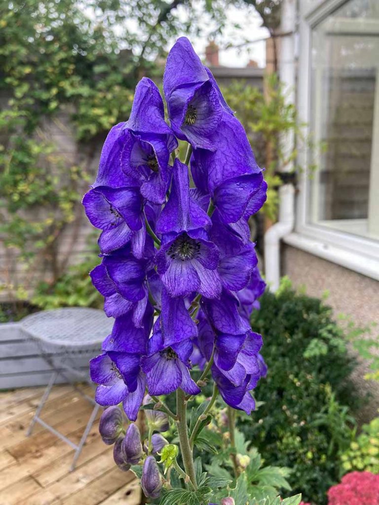 large delphinium bloom